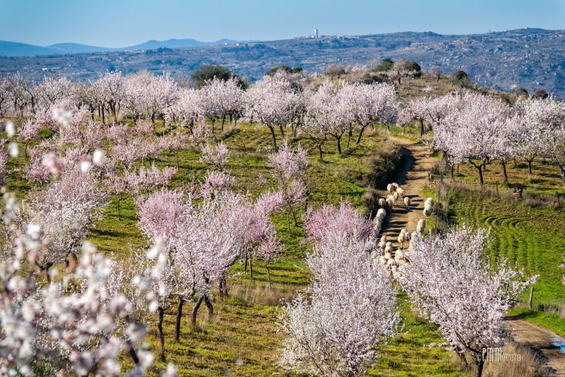 Día del Almendro en La Fregeneda