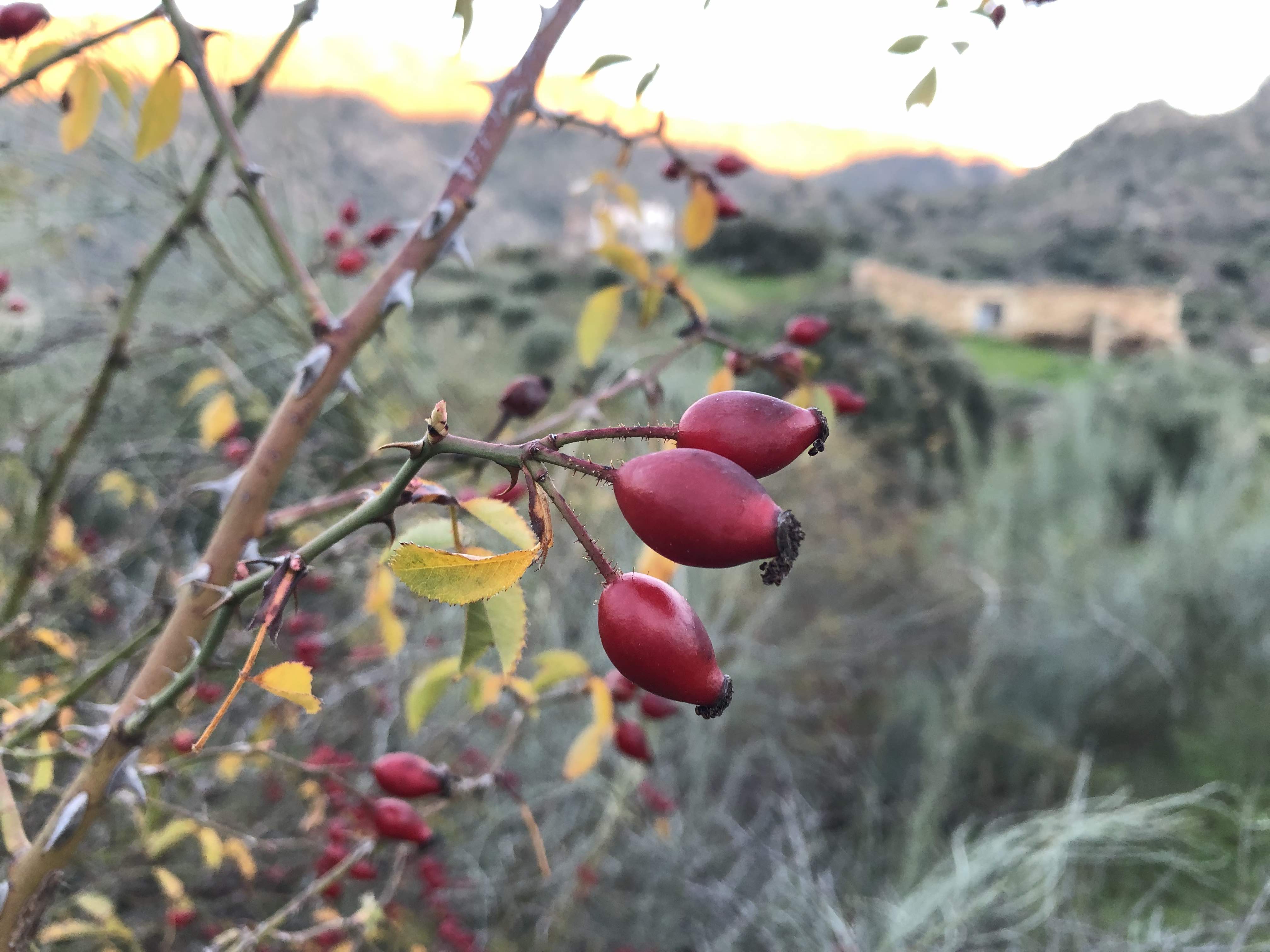 escaramujos